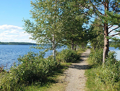 En stig längs med en strand med björkar.