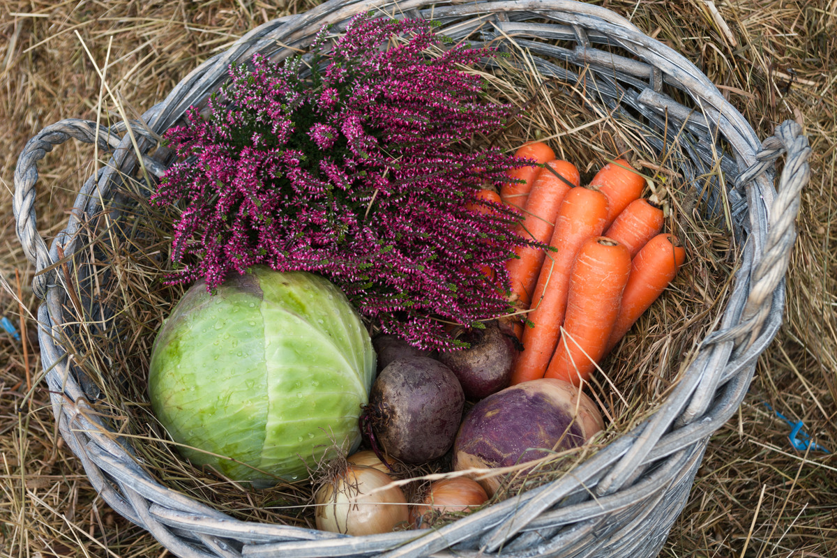 En flätad korg fotad ståendes i halm på marken, fylld med höstskördor som ljung, morötter och olika kålhuvuden och lök.