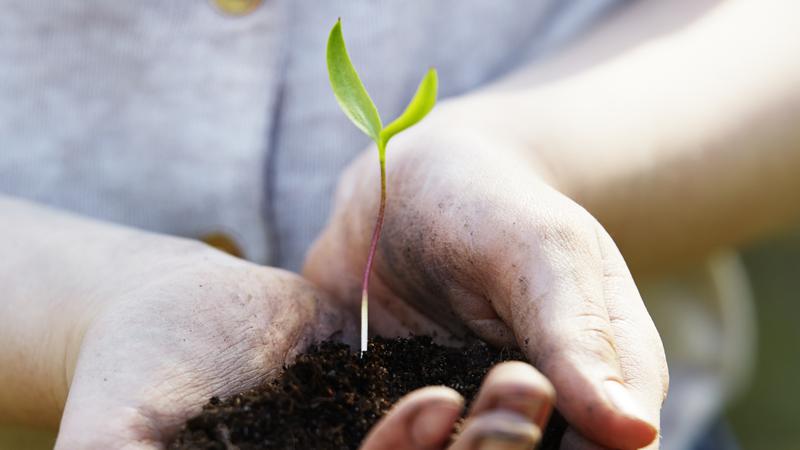 Närbild på en person som håller en planta i sina händer.
