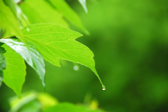 Närbild på gröna blad med regndroppar på.